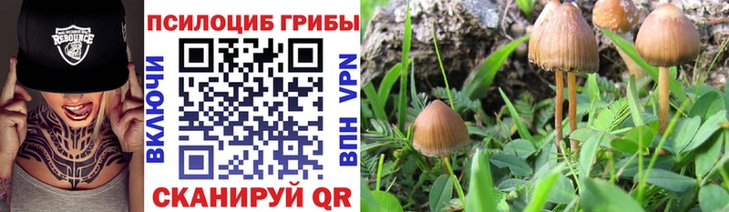 Псилоцибиновые грибы GOLDEN TEACHER  купить наркотики цена  Звенигород 